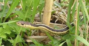 garden snake fascinating facts ways