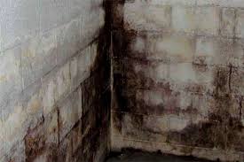 The source of your problem could be a water leak or high humidity. Is Basement Mold Normal Should I Remove It Solved