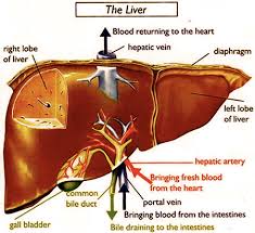 obat herbal liver bengkak