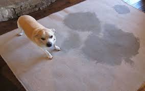 how to get dog out of carpet a