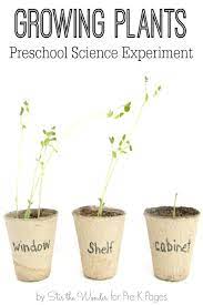 What differences did you observe between seedlings that grew in the bright sunlight compared to less you could measure height, width, number of leaves, how fast the plants grow, number of flowers or yield. Science For Kids Growing Plants Experiment Pre K Pages