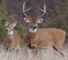 Image result for deer pictures
