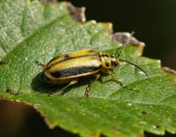 Elm Leaf Beetle Catseye Pest Control