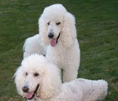 Standard Poodle Dog Breed Information And Pictures