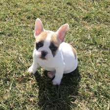 French bulldog breeders offering healthy quality colorful frenchie puppies, chocolate, fawn, lilac frenchbulldog puppies to approved homes. Milo French Bulldog Puppy 633112 Puppyspot