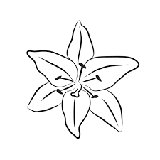 Art Botanical Fl Lily Flower Head Icon
