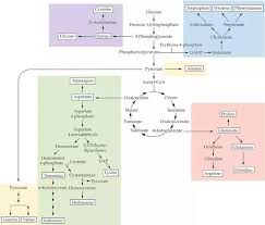 Why Cant The Body Make Essential Amino Acids Quora