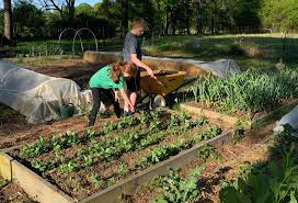 Mulching The Vegetable Garden Why It S