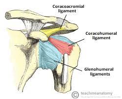 Diagram of the human shoulder joint, back view. The Shoulder Joint Structure Movement Teachmeanatomy
