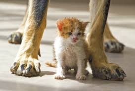 Image result for kitten and puppies friendship
