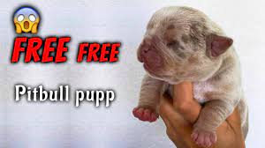free free pitbull puppies pitbull
