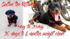 Sultan The Rottweiler Weight Chart In India Youtube