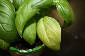 watch out for basil downy mildew