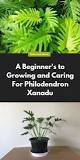 Can you divide Philodendron Xanadu?