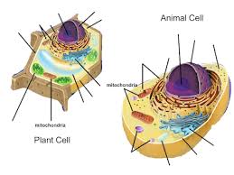 They are small (~0.5 μm) and numerous (up to about 200. Mitochondria Cell Organelles