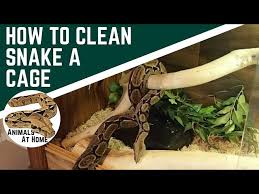 How To Clean A Snake Tank You