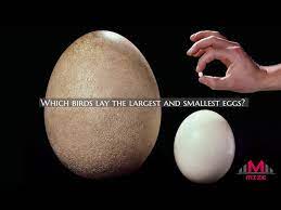 largest and smallest eggs