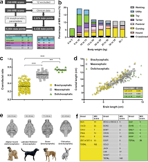 Network Analysis Of Canine Brain Morphometry Links Tumour