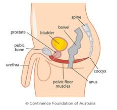 prostate cancer and your pelvic floor