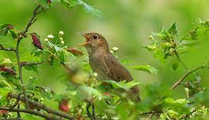 birdsong identification for beginners