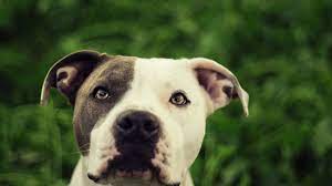 pitbull dog wallpapers and backgrounds