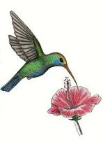 Colibri | Colibri dibujo, Dibujos de pájaro, Pintura de colibrí