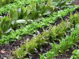 Yard Prep For Growing Vegetables