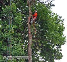 Hazardous trees with hanging branches, rotten cores, and trees with our services are offered to customers within bethlehem, bogart, buford, dacula, flowery branch. Tree Service Buford Ga Tree Removal Service