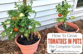 Growing Tomatoes In Pots Containers