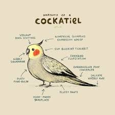 Anatomy Of A Cockatiel