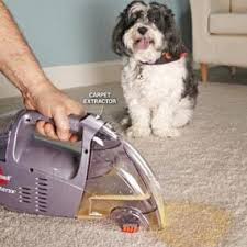 carpet cleaning tips for pet owners diy