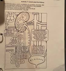 Nephron is a functional unit of the kidney, the structure that actually produces urine in the process of removing waste and excess substances from the nephron is the structural as well as the functional unit of kidney. Activity 7 Color Label The Kidney Color The Chegg Com