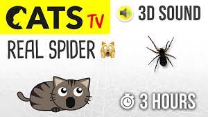 cats tv real spider walking 3 hours