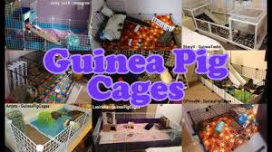 Guinea Pig Cage Guide Minimum Cage Size C C Cages More
