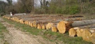 You might sell to companies that buy oak trees for lumber, directly to a mill or to a logging company that will in turn sell to a mill for processing. Oak Prices In France Under Pressure Global Wood Markets Info