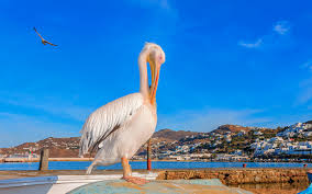 the most famous pelican in the world