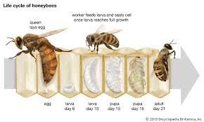 Honeybee Bee Life Cycle Honey Bee Life Cycle Honey Bee
