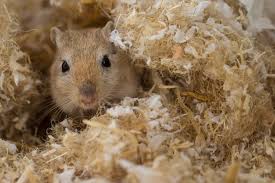 best bedding for gerbils to burrow