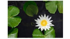 white water lily health benefits and