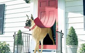 Best Dog Door For Great Danes