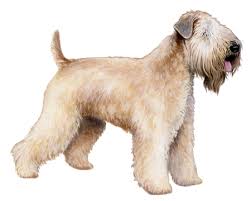 soft coated wheaten terrier facts