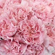그 어떤 꽃보다도 마음을 전하기에 carnation flowers are multipurpose flowers, don't you think? Soft Pink Carnations Wholesale Flowers Fiftyflowers