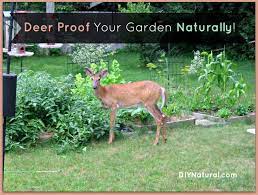 deer proof your garden and yard naturally