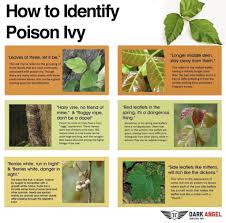 your complete guide to poison ivy how