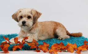 Shih Poo Your Guide To The Shih Tzu Poodle Mix