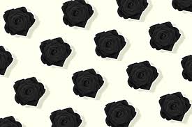 black roses their deep and mysterious