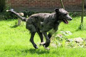 An irish wolfhound breeding program 48 years experience. Irish Wolfhound Puppies The Complete Lowdown On These Giant Dogs The Dog People By Rover Com
