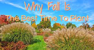 Why Fall Is The Best Time To Plant