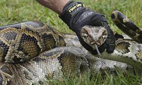 The former worlds longest snake was the world longest snake is the reticulated python, which has been known to grow consistently over 20 feet long if left alone to grow. Florida Hunters Capture More Than 80 Giant Snakes In Python Bowl Florida The Guardian