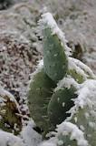 What happens if a cactus gets too cold?